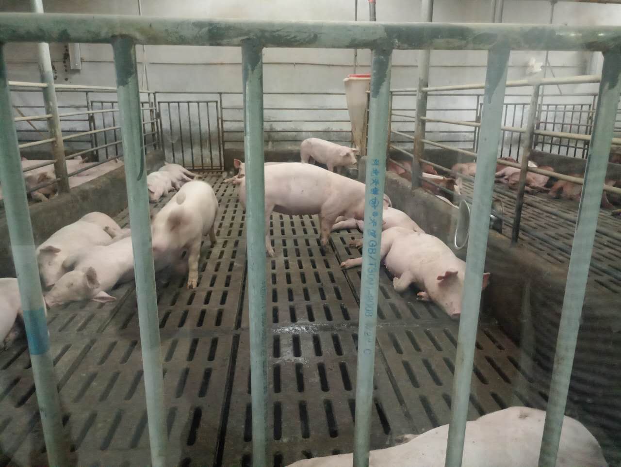 香港全年资料大全